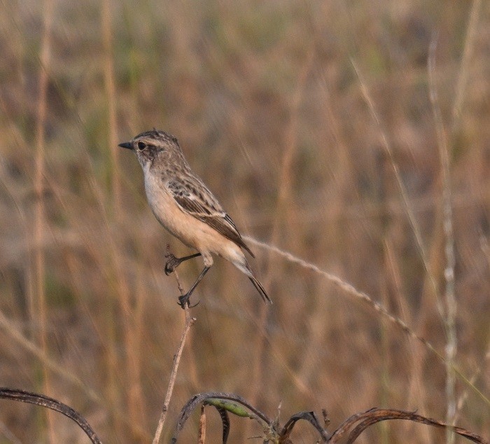 bramborníček sibiřský - ML645149418