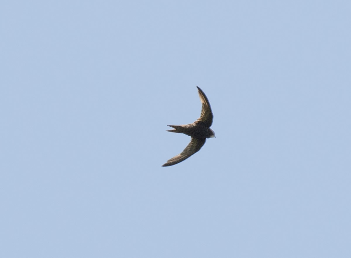 African Swift (African) - ML645149432