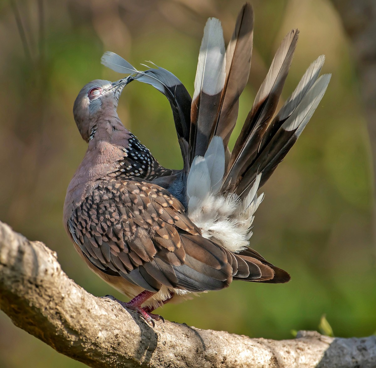 Spotted Dove - ML645149434