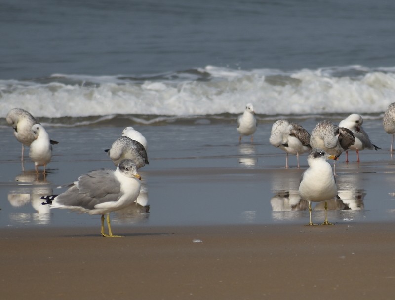 Fischmöwe - ML645149476