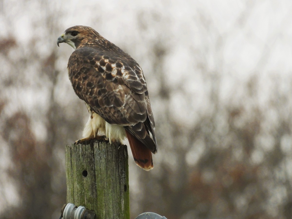 Rotschwanzbussard - ML645149477