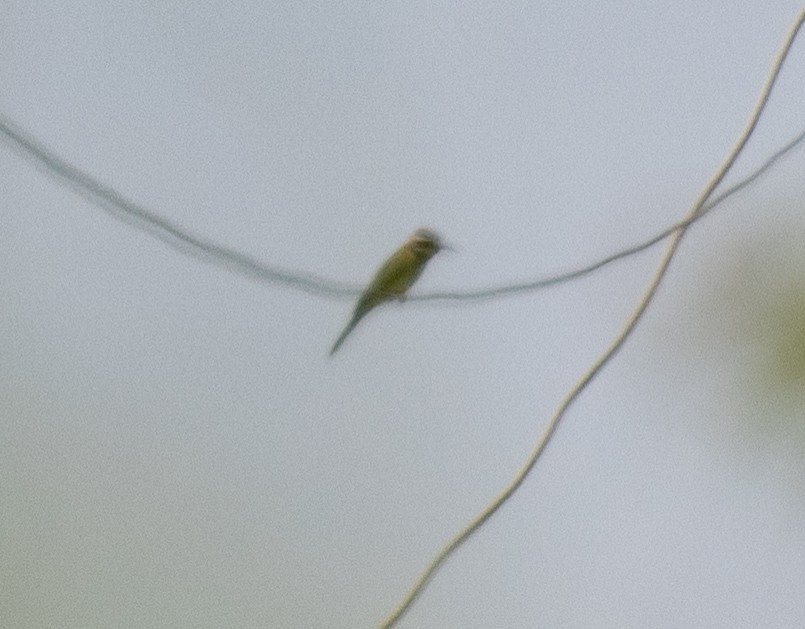 Weißkehlspint - ML645149478