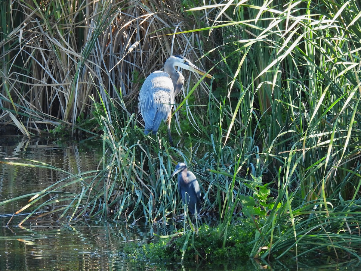 Kanadareiher - ML645149479