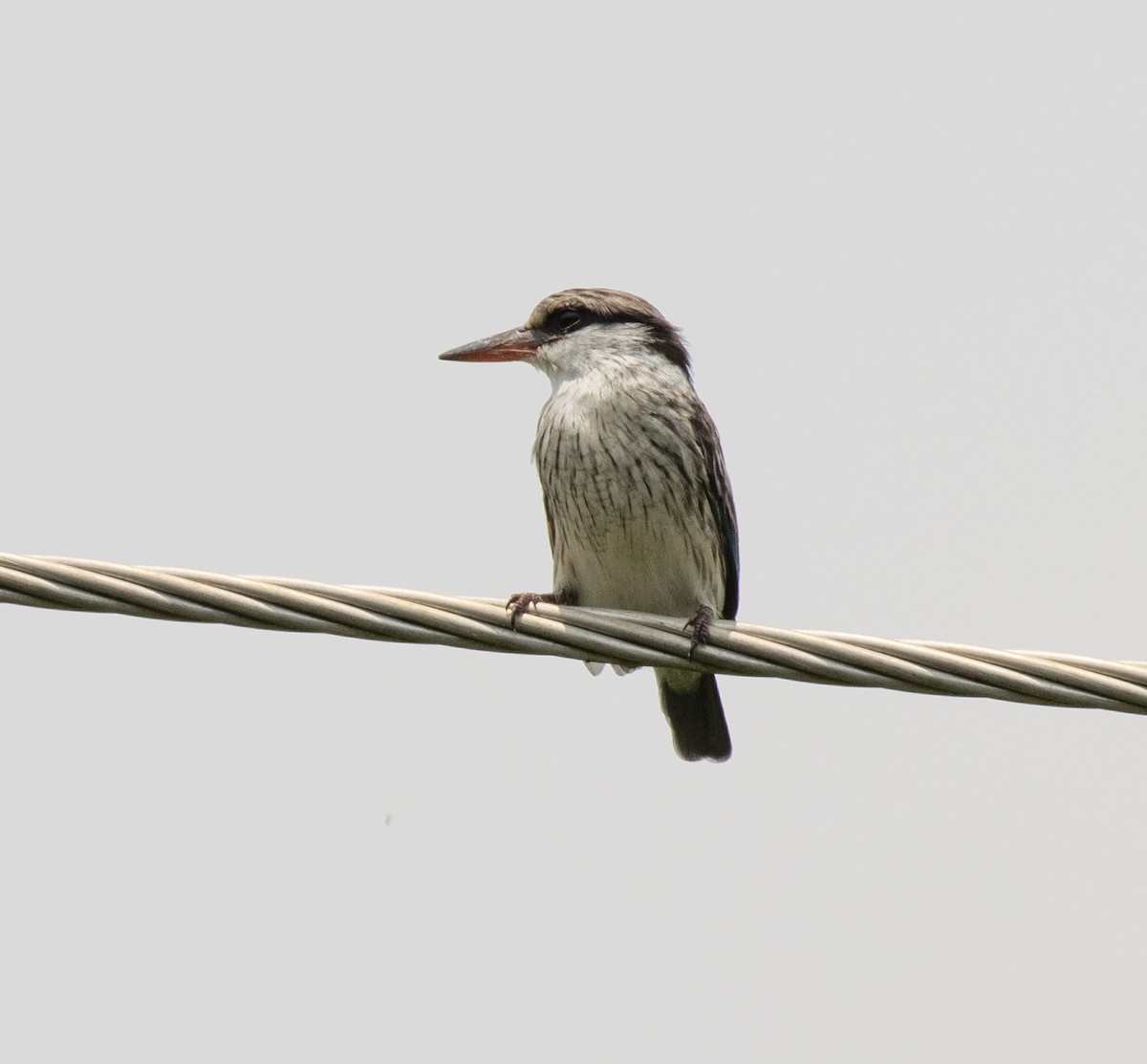 Streifenliest - ML645149480