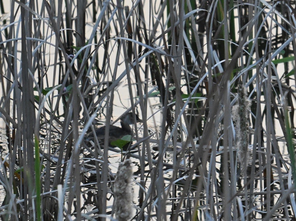 Zwergtaucher - ML645149481