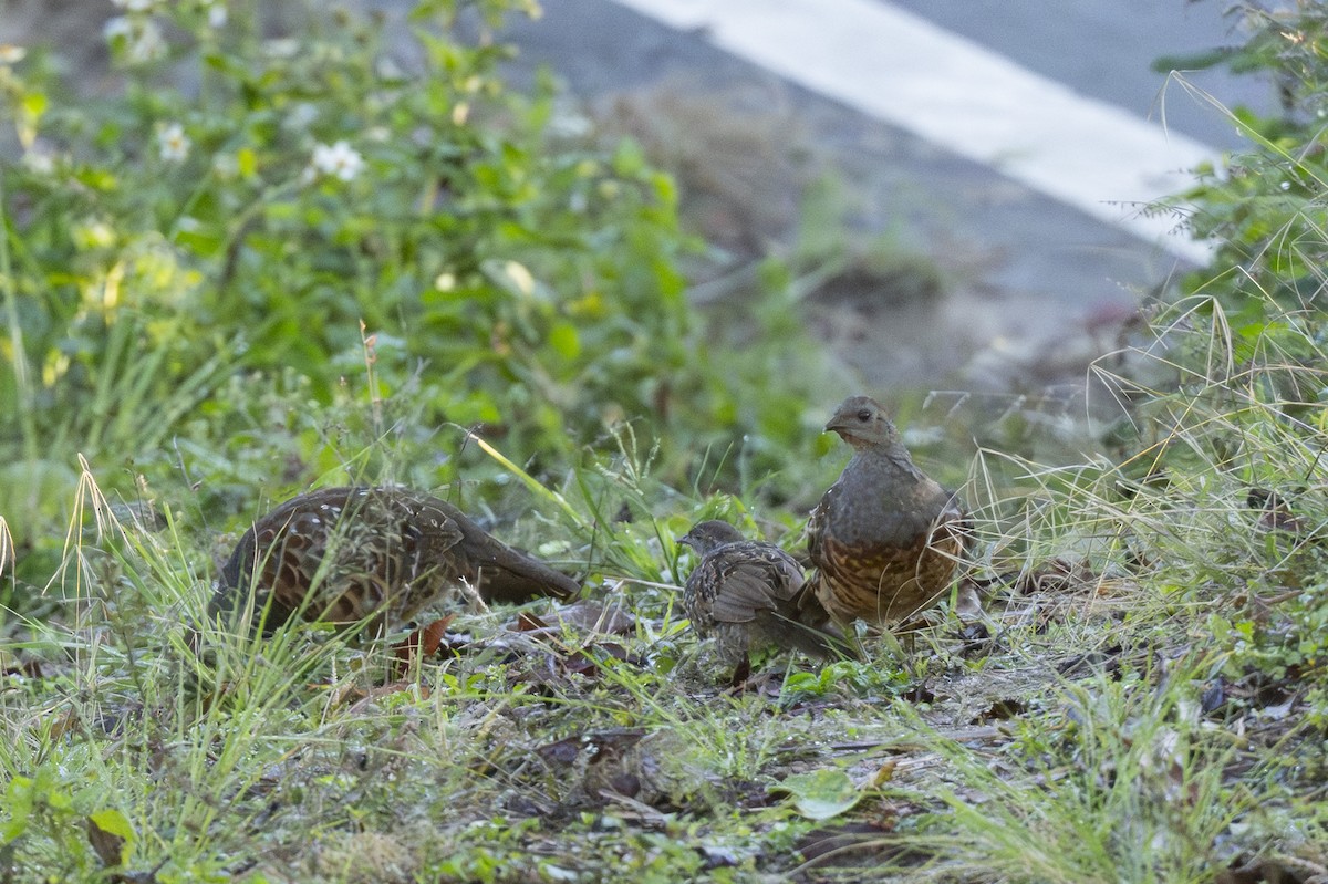 Taiwanbambushuhn - ML645149484