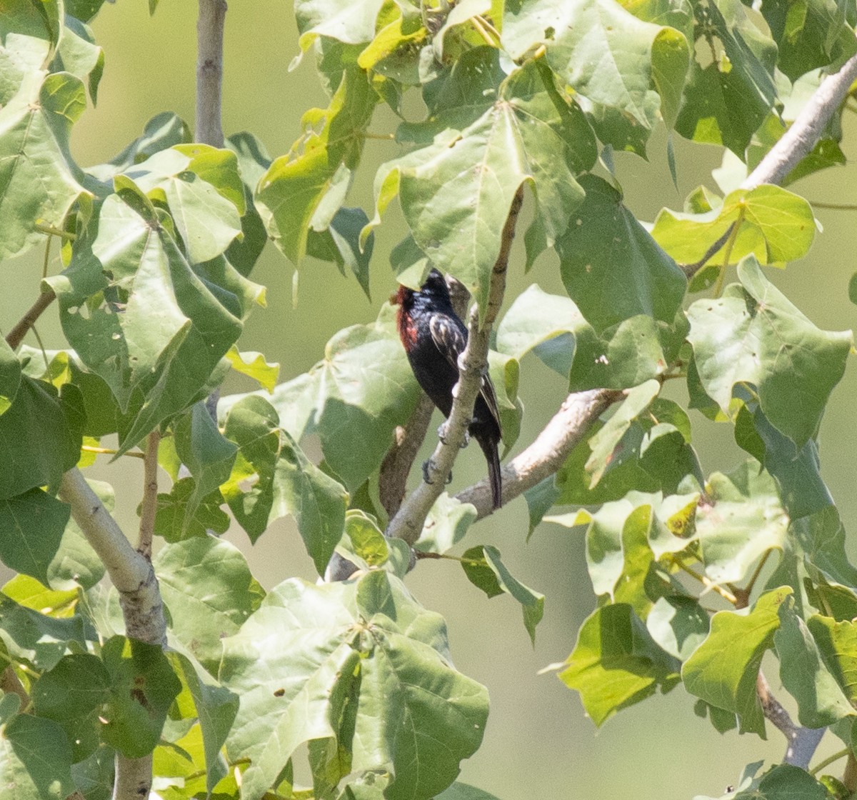 Purpurmasken-Bartvogel - ML645149486