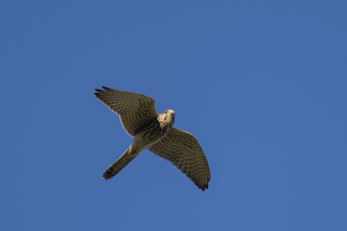 Turmfalke - ML645149487