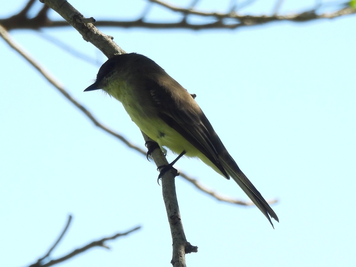 Weißbauch-Phoebetyrann - ML645149488