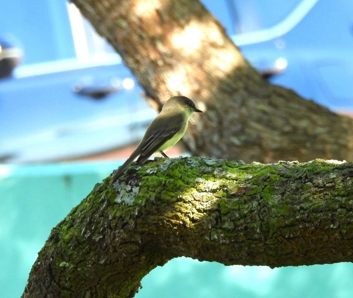 Weißbauch-Phoebetyrann - ML645149489