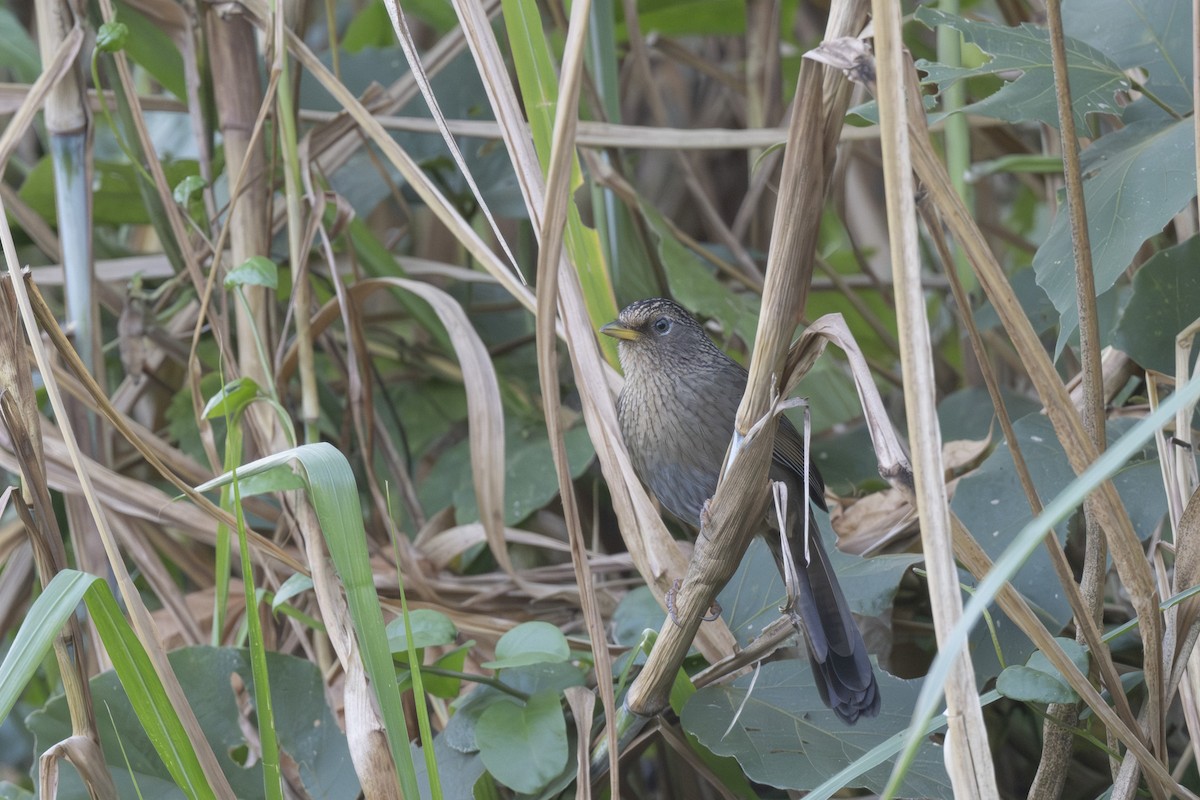 Taiwanhäherling - ML645149490