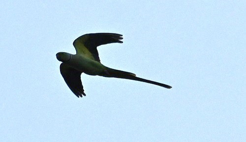 Alexandersittich - ML645149491