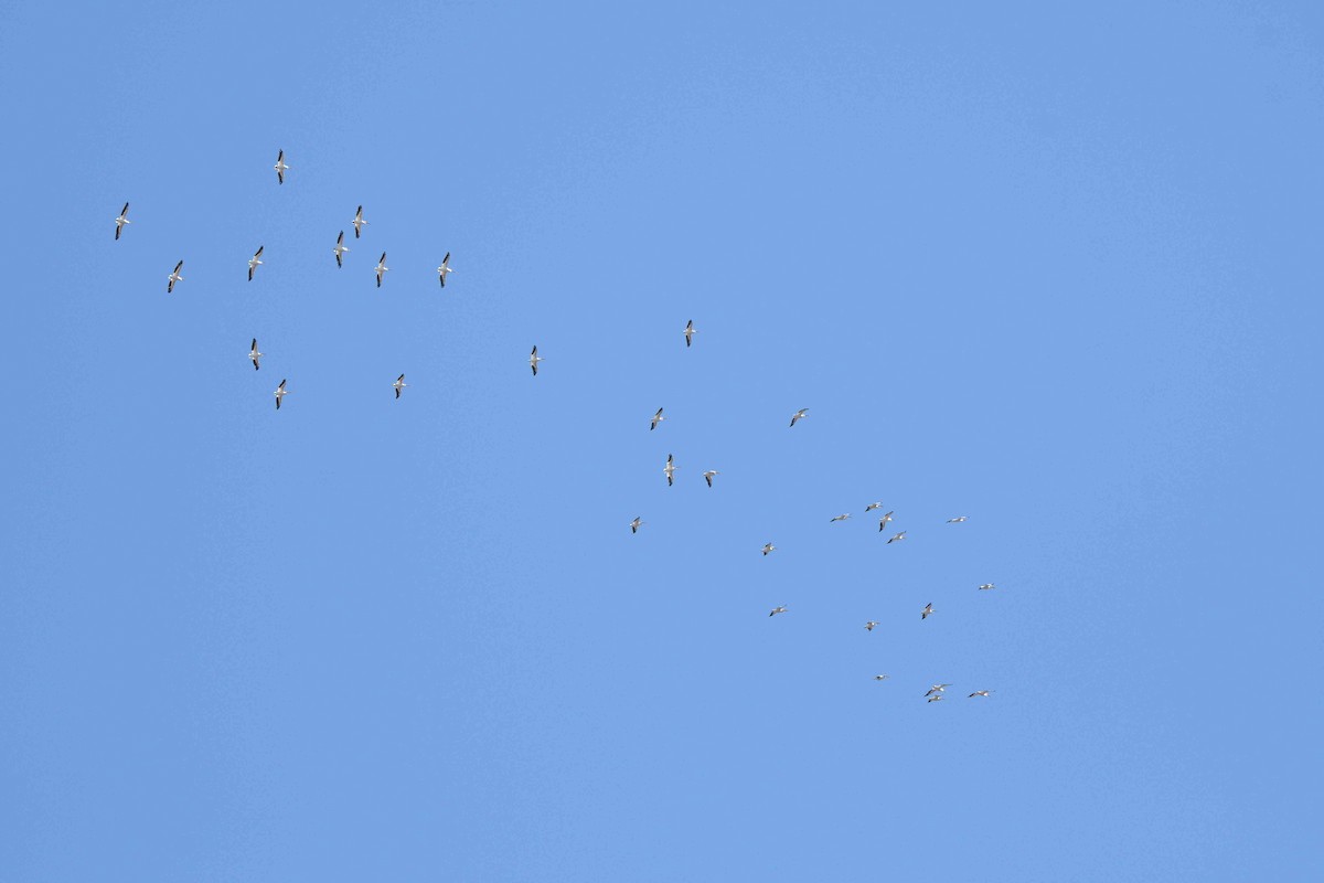 Nashornpelikan - ML645149493