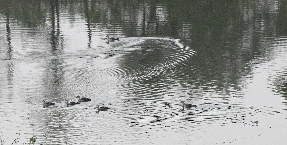 Indien-Fleckschnabelente - ML645149494