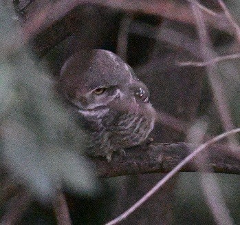 Brahmakauz - ML645149495