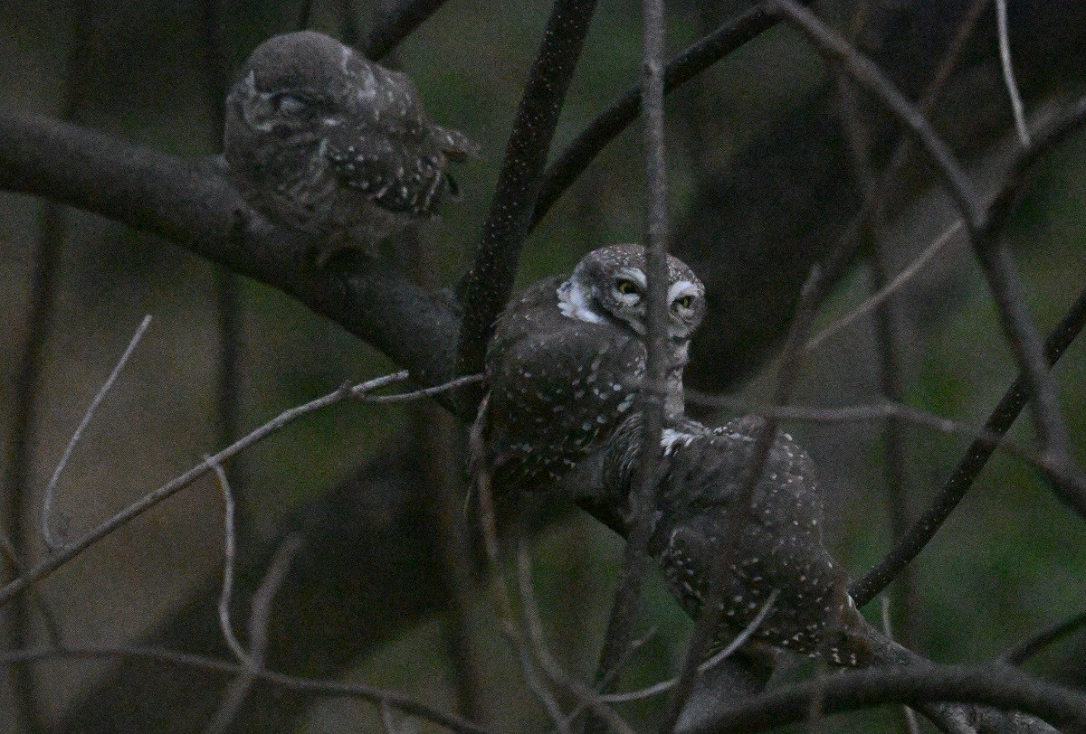 Brahmakauz - ML645149496