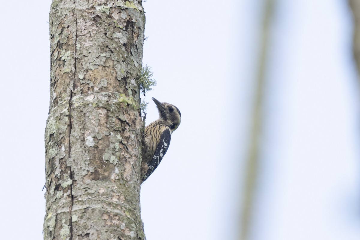 Grauscheitelspecht - ML645149497