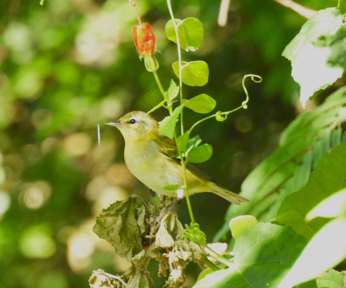 Brauenwaldsänger - ML645149498