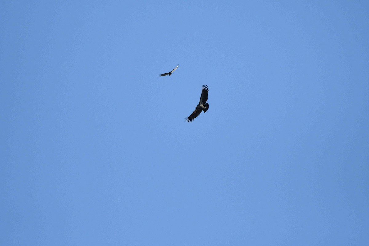 Kalifornienkondor - ML645149499