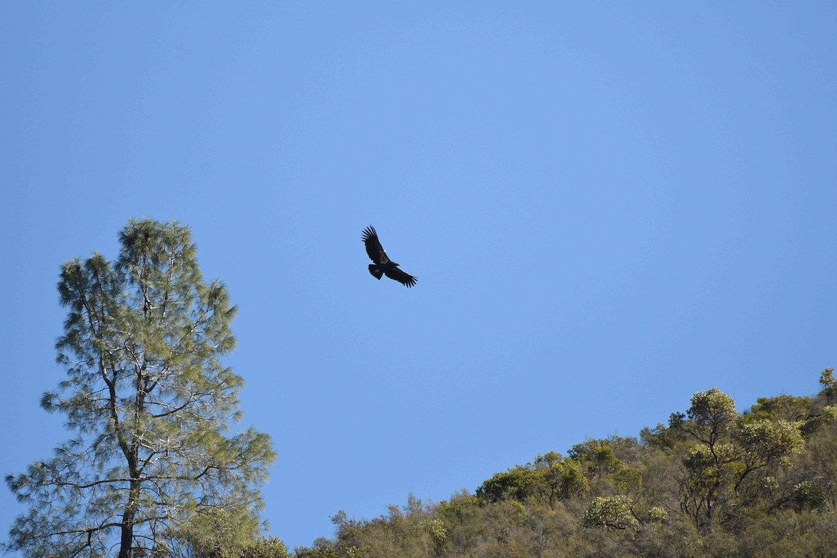 Kalifornienkondor - ML645149500