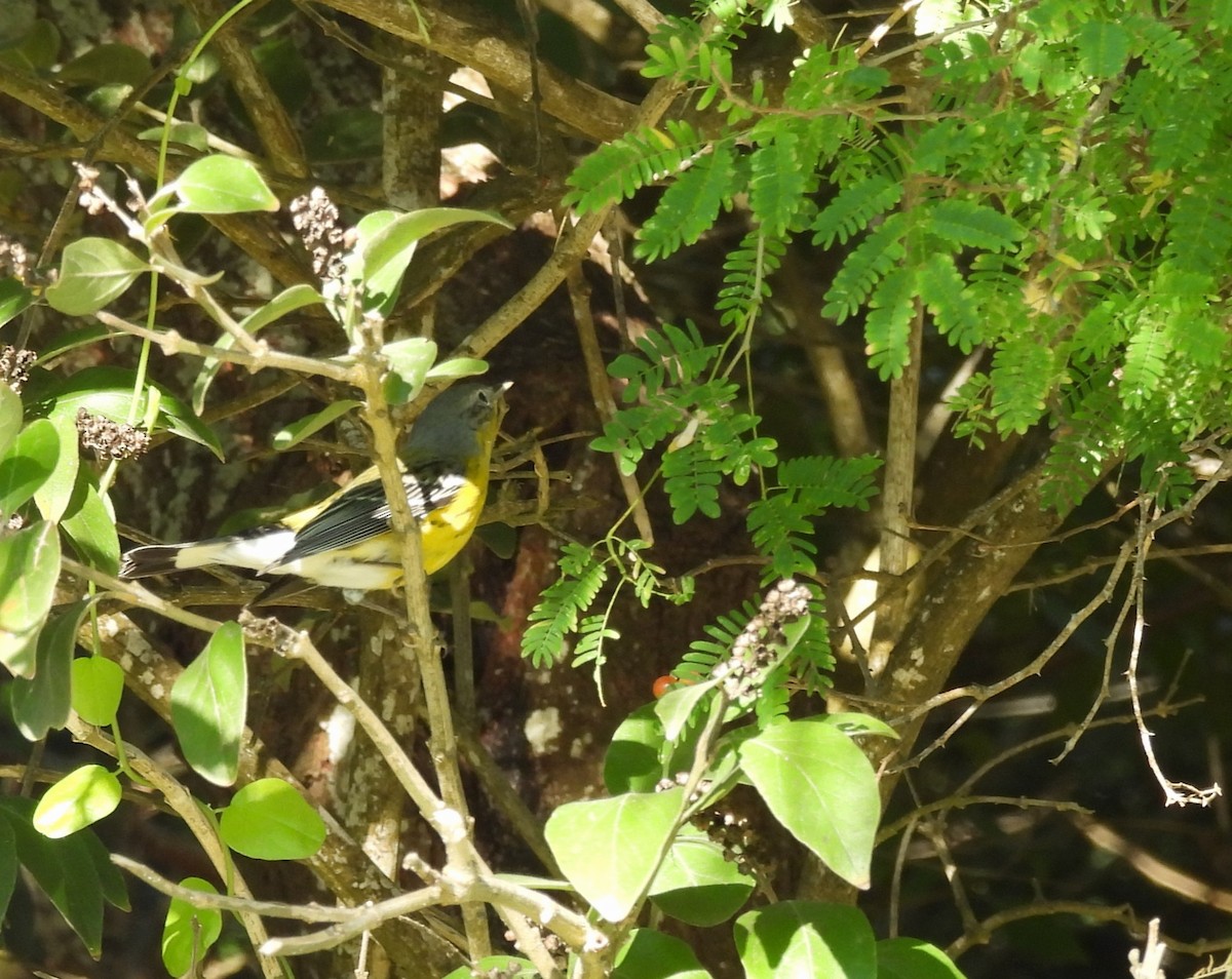 Magnolienwaldsänger - ML645149501