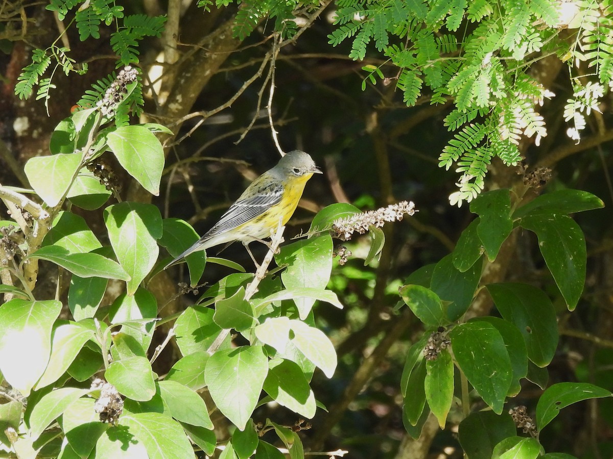 Magnolienwaldsänger - ML645149502