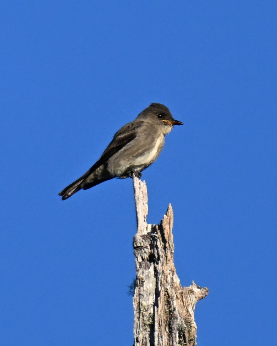 Olivflanken-Schnäppertyrann - ML645149504