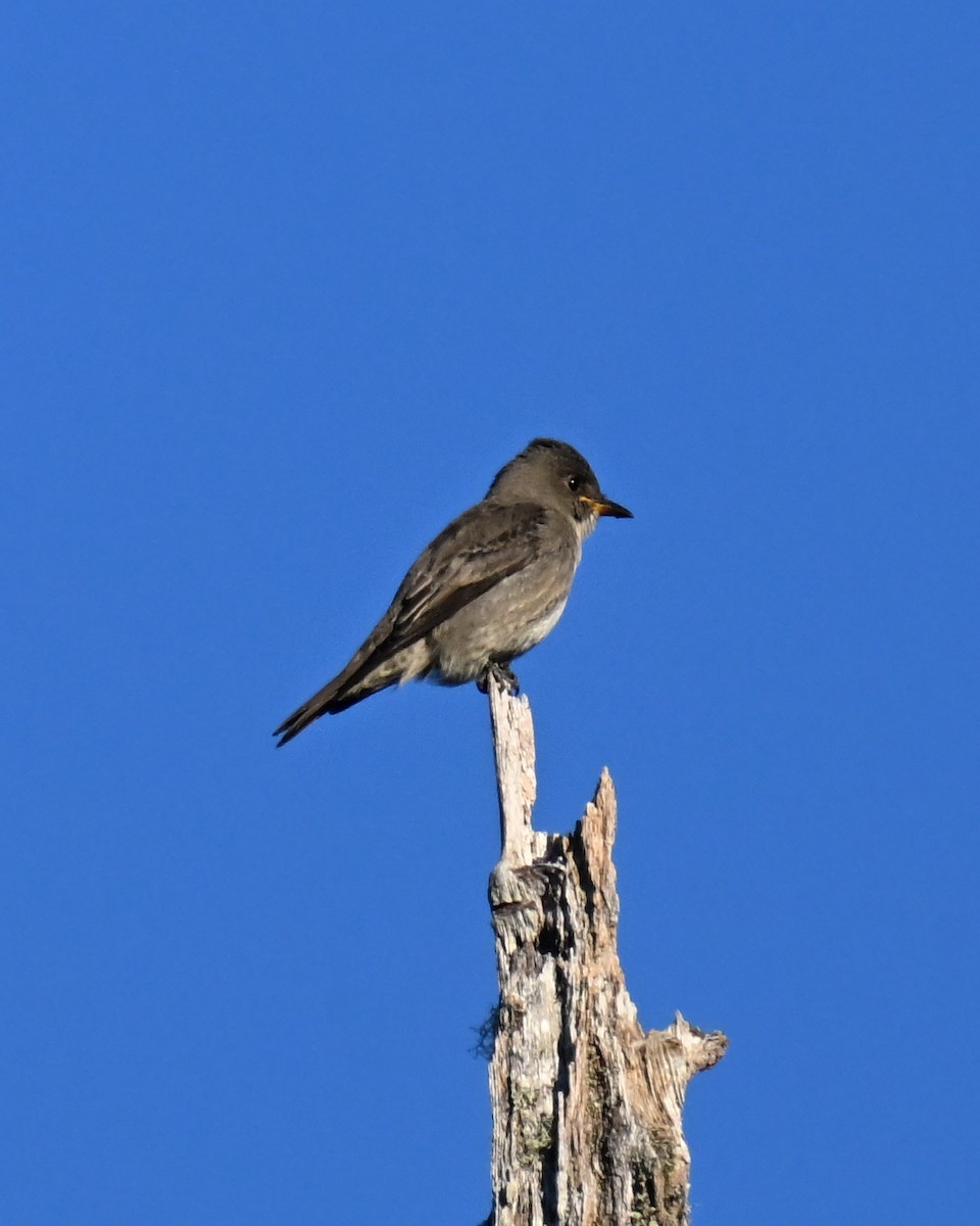 Olivflanken-Schnäppertyrann - ML645149505