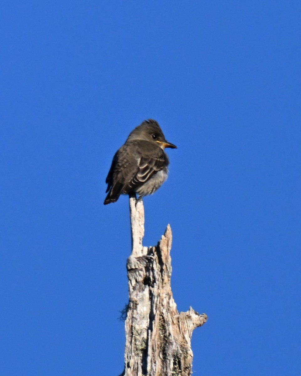 Olivflanken-Schnäppertyrann - ML645149506