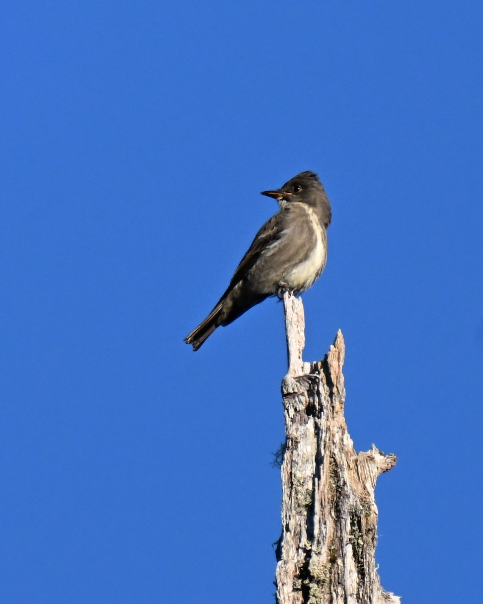 Olivflanken-Schnäppertyrann - ML645149507