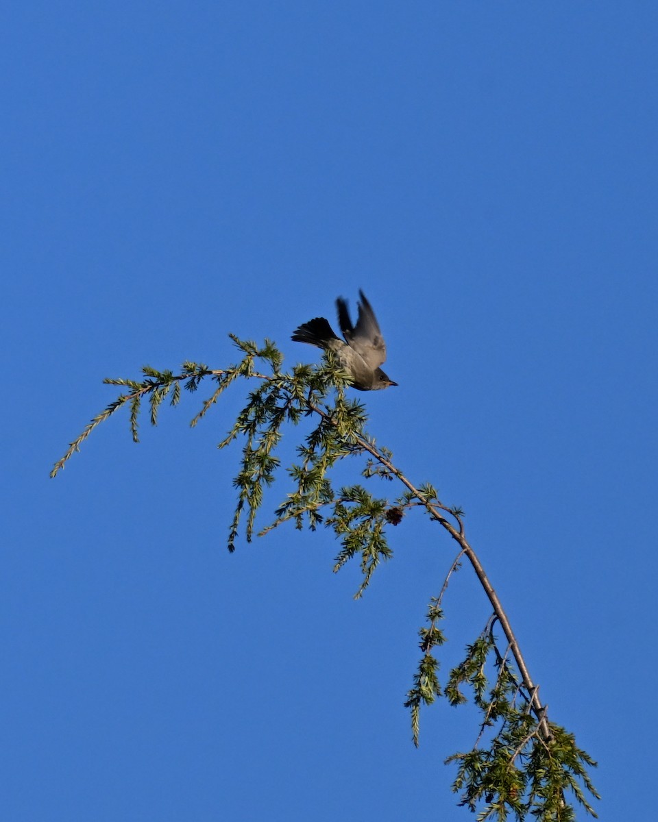 Olivflanken-Schnäppertyrann - ML645149508