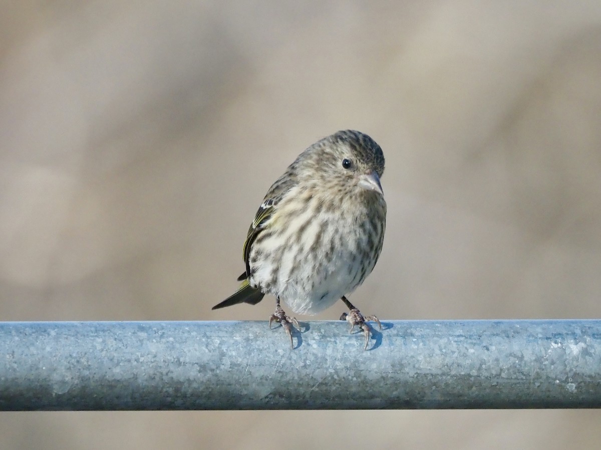 Pine Siskin - ML645149509