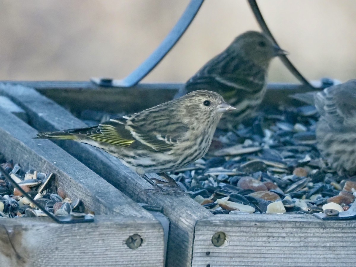 Fichtenzeisig - ML645149510