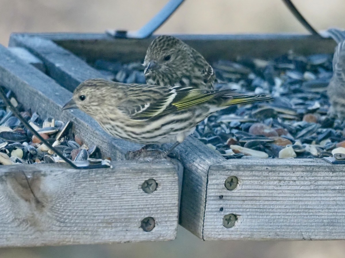 Fichtenzeisig - ML645149511