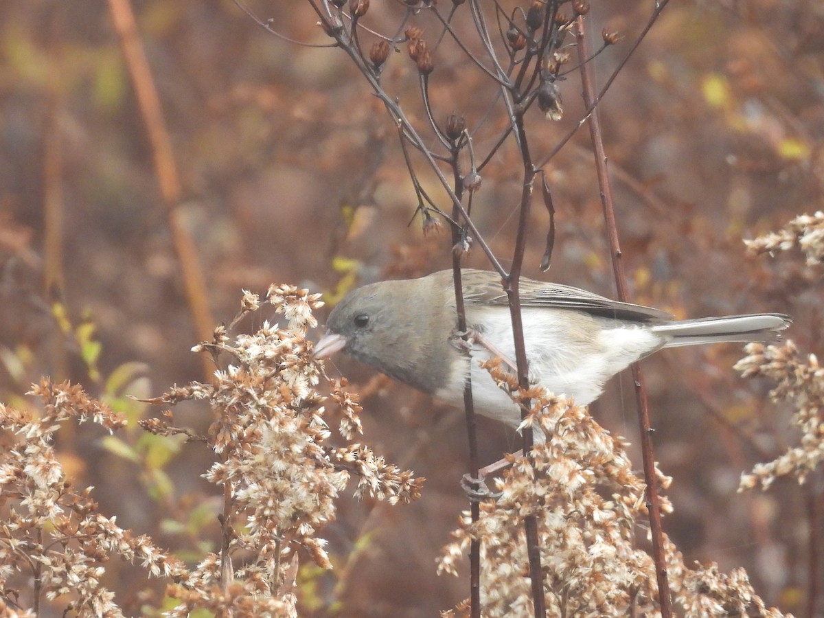 strnadec zimní - ML645149516