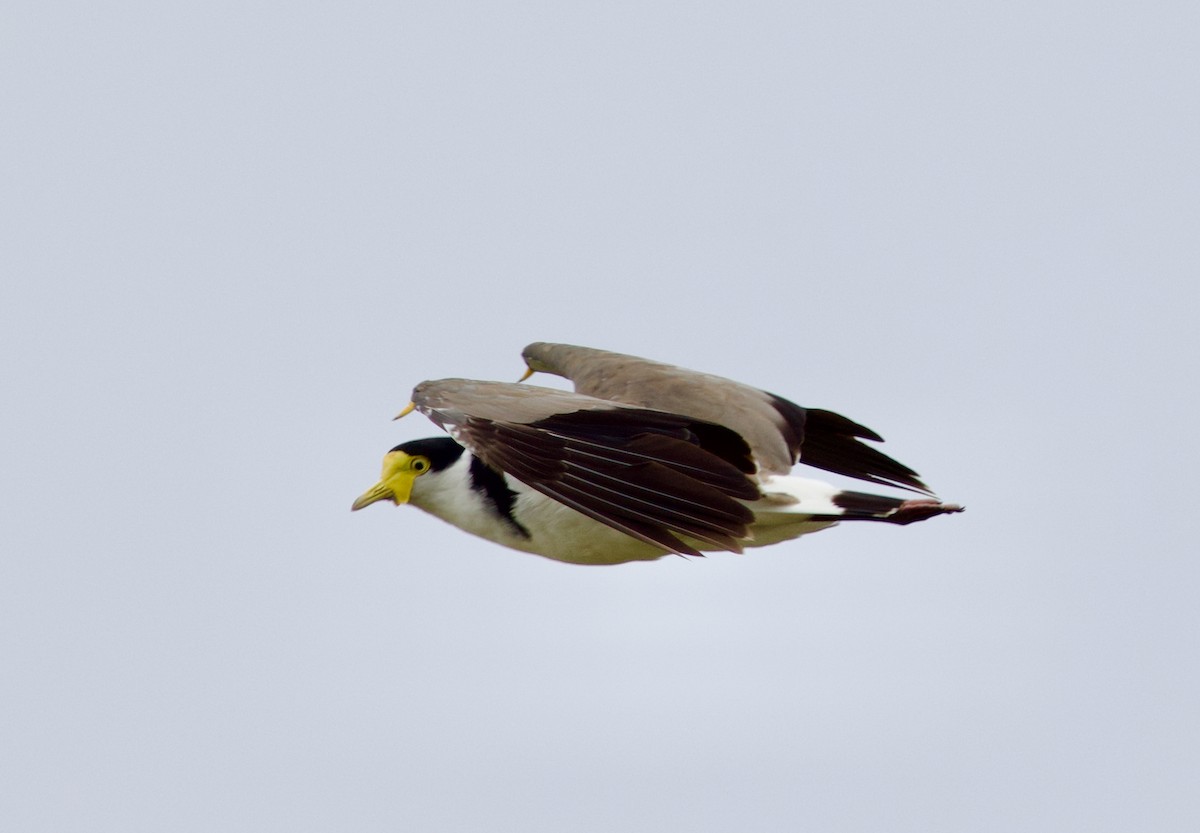 Masked Lapwing - ML645149521