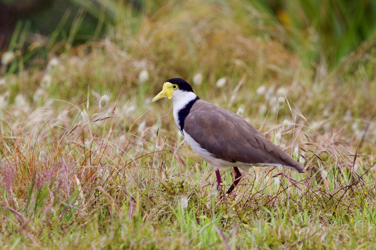 Masked Lapwing - ML645149522