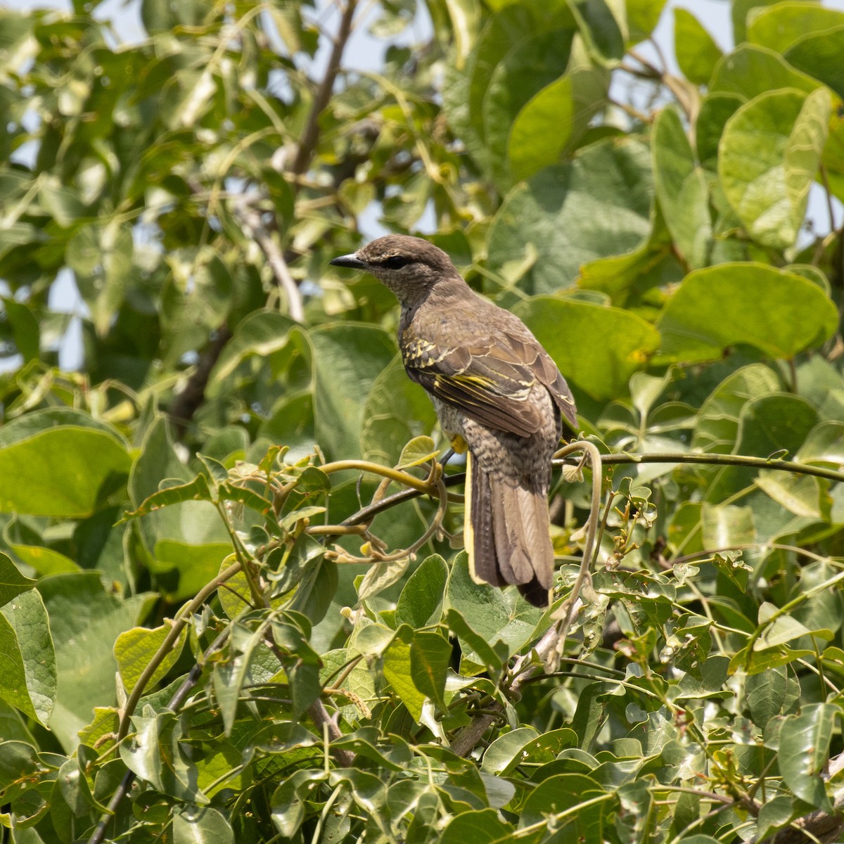 Al Omuzlu Tırtılyiyen - ML645149523