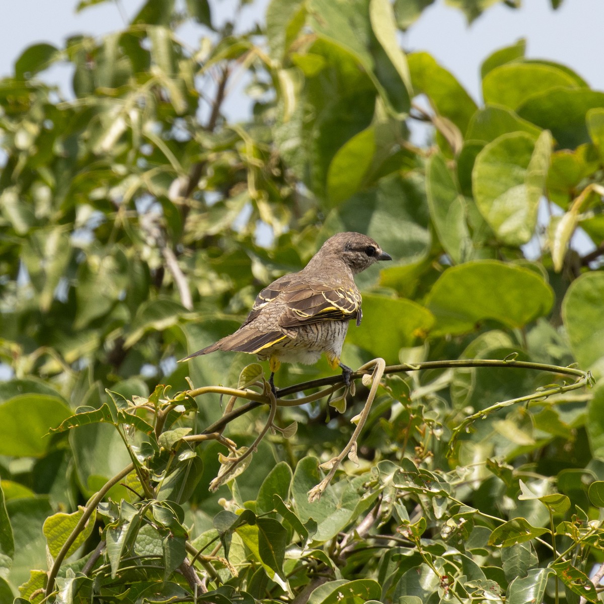 Al Omuzlu Tırtılyiyen - ML645149527