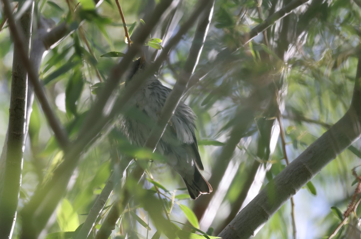 Blackpoll Warbler - ML645149530