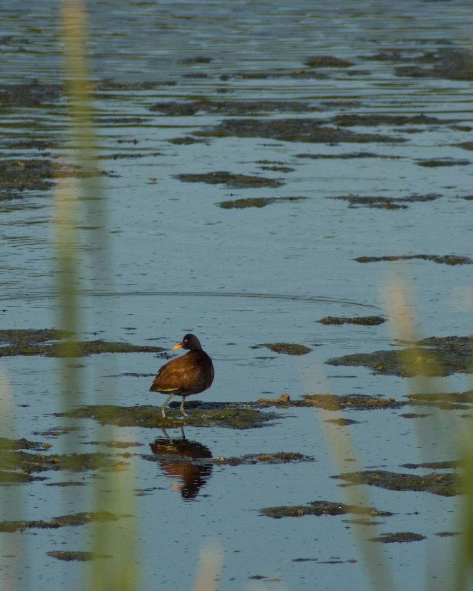 Wattled Jacana - ML645149536