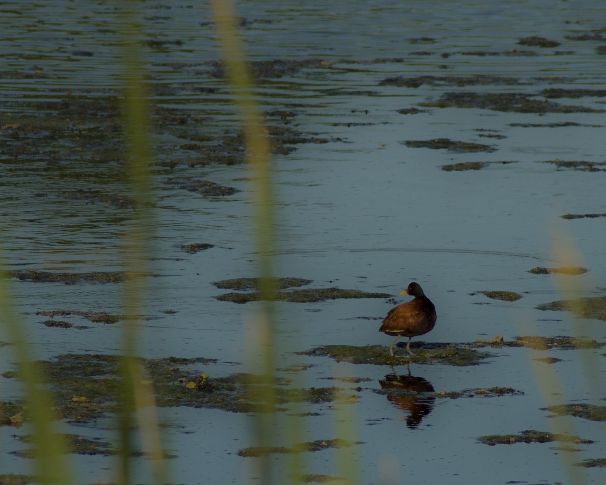 Wattled Jacana - ML645149537