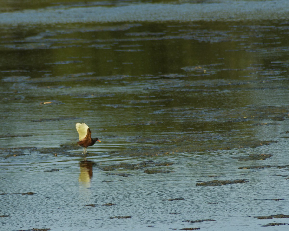 Wattled Jacana - ML645149538