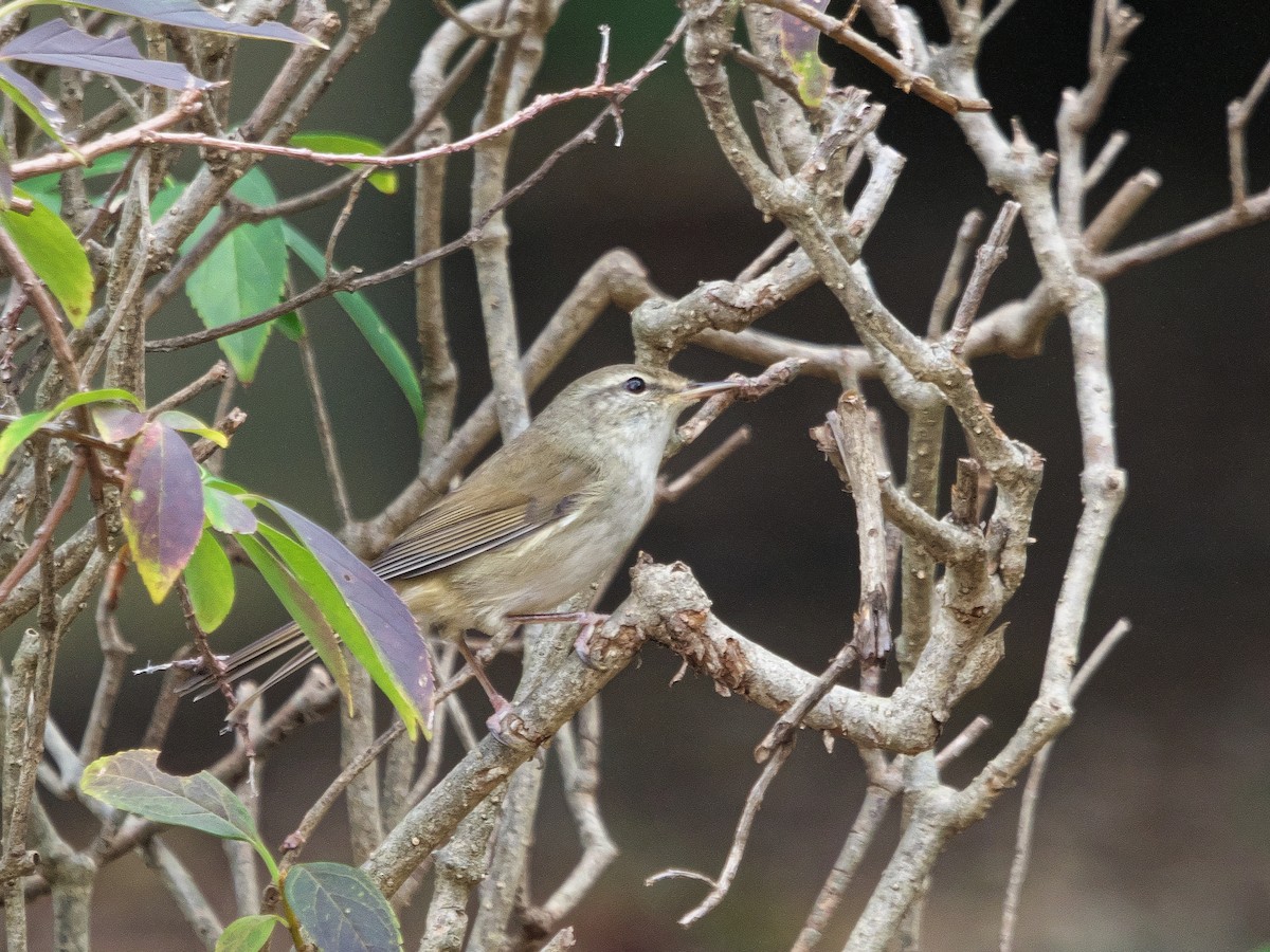Japanese Bush Warbler - ML645149540