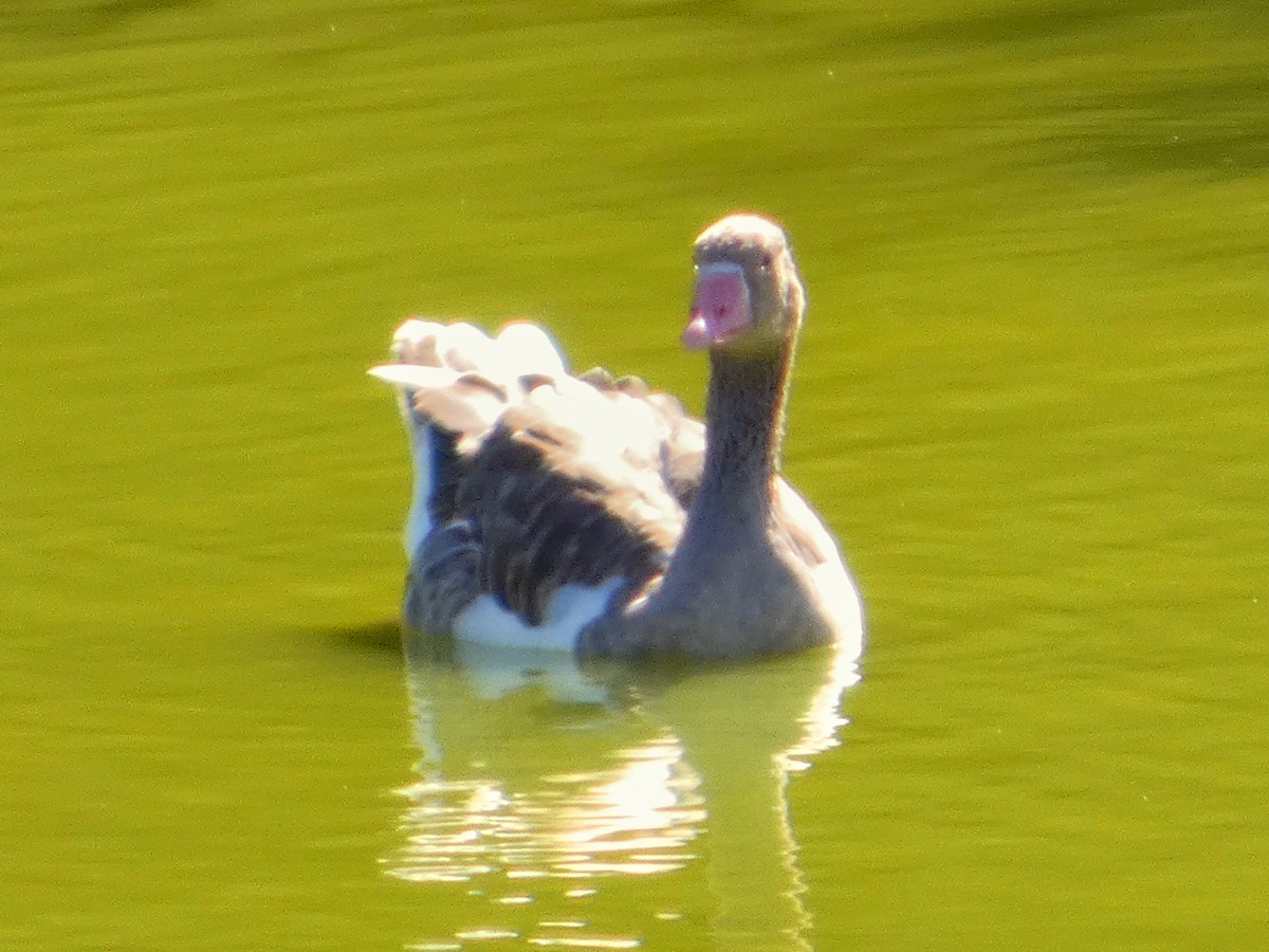 Graylag Goose - ML645149541