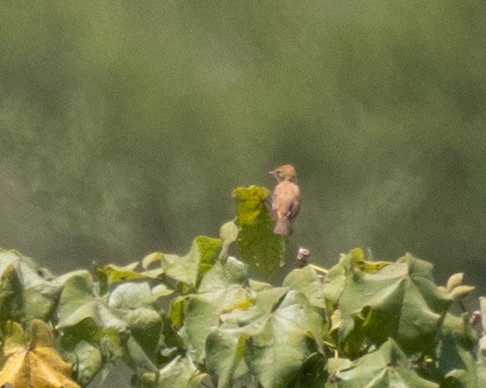 revegressanger - ML645149542