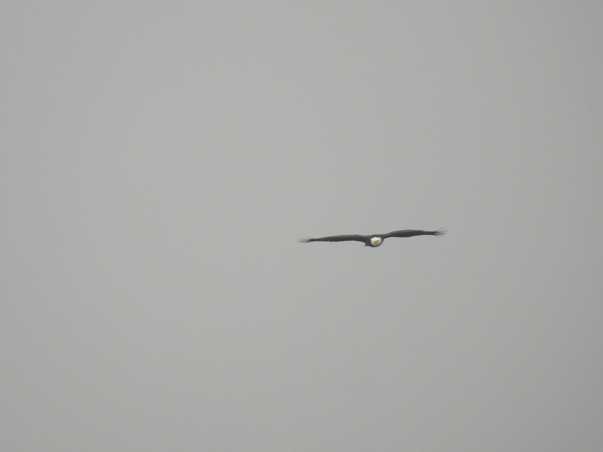 עיטם לבן-ראש - ML645149543