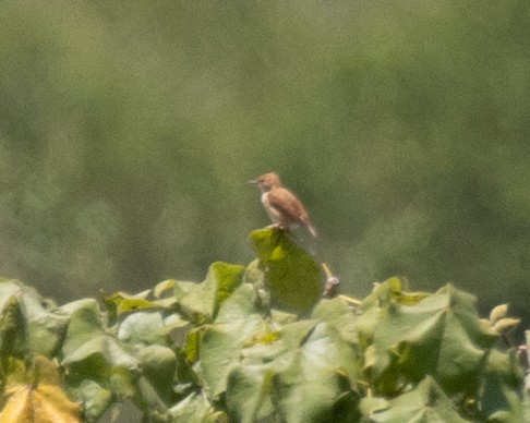 revegressanger - ML645149546