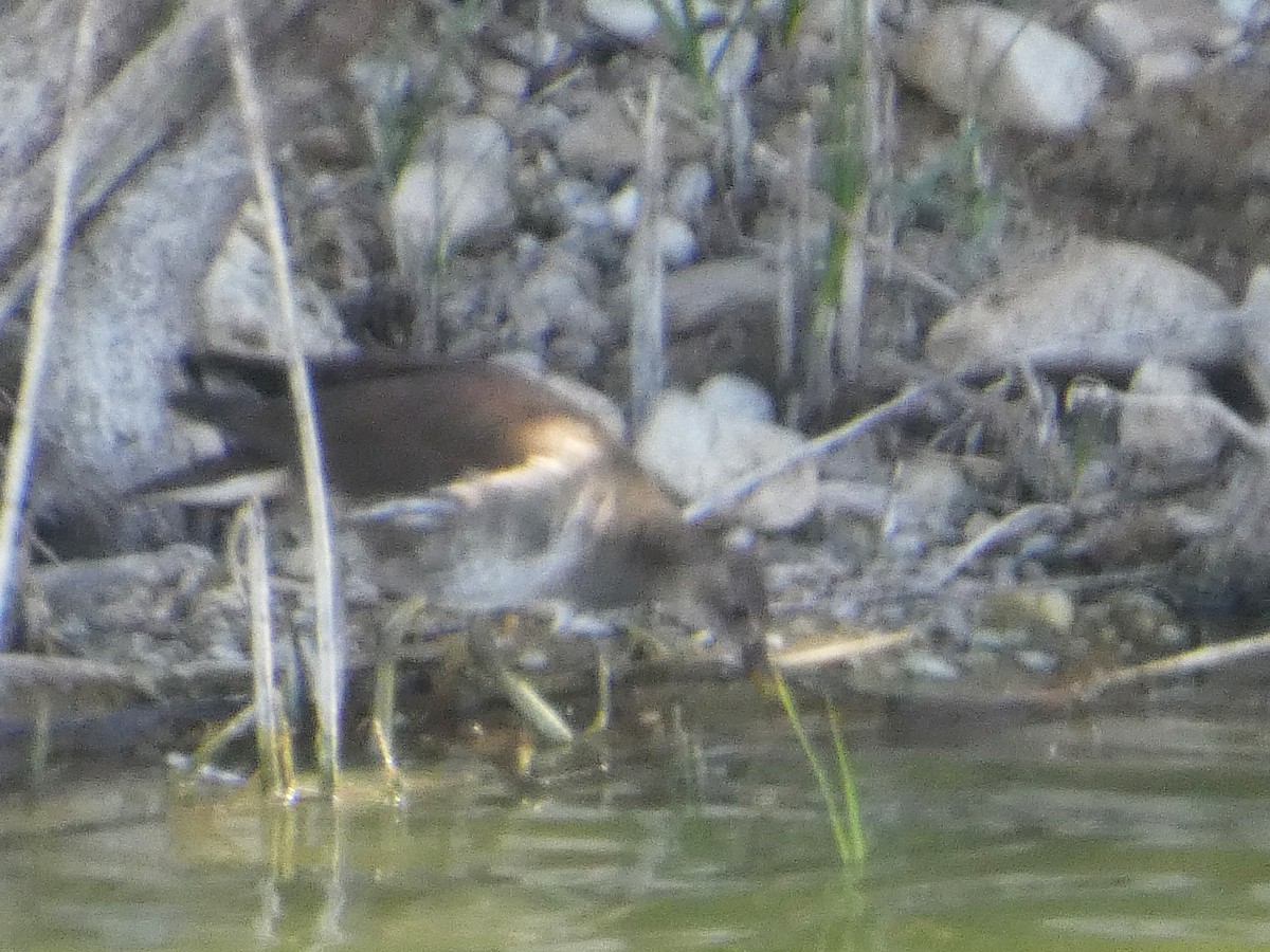 Little Stint - ML645149553
