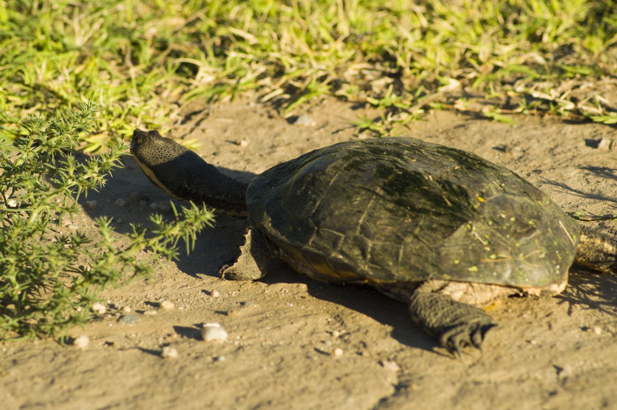 South-American Snake-headed Turtle - ML645149556